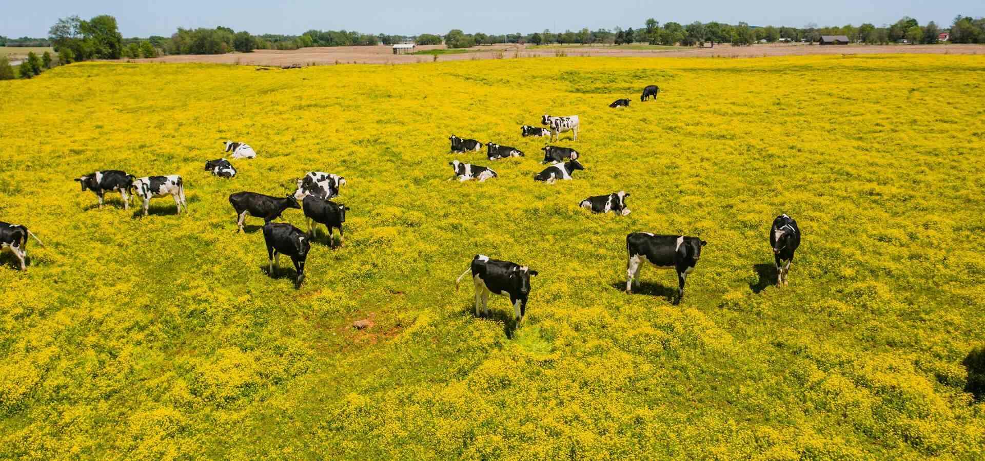 moon rabbit beef liver supplements cows grazing a grass pasture field